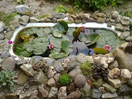 Foto's van uw Tuinplanten