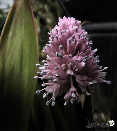 Bloemen & Planten