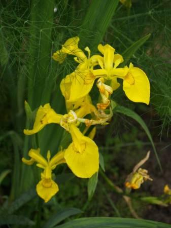 Bloemen & Planten