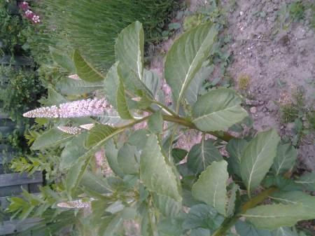 Bloemen & Planten