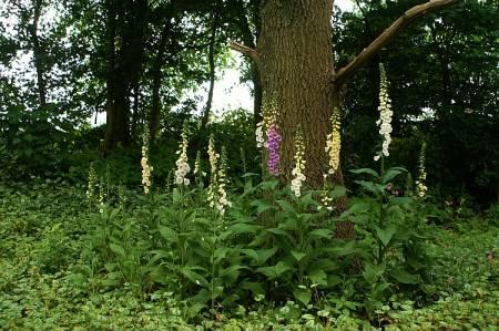 Foto's van uw Tuinplanten