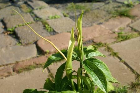 Foto's van uw Tuinplanten