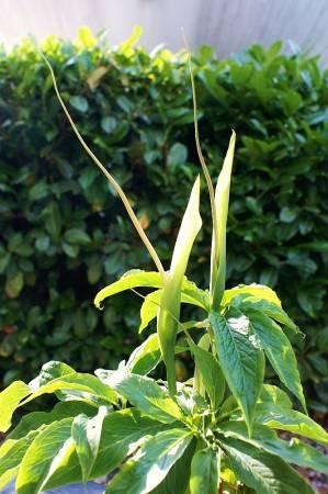 Foto's van uw Tuinplanten