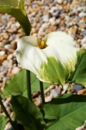 Foto's van uw Tuinplanten