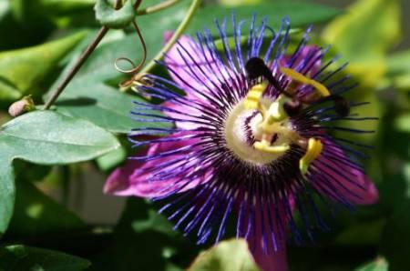 Foto's van uw Tuinplanten