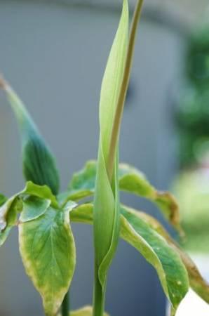 Foto's van uw Tuinplanten