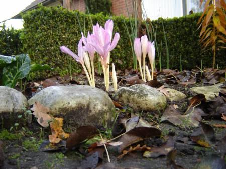 Foto's van uw Tuinplanten