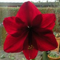 Hippeastrum