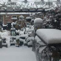 Tuin in de winter