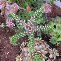 Sedum