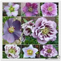 Helleborus