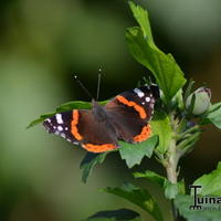 Dieren in de tuin