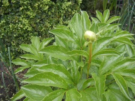 Bloemen & Planten