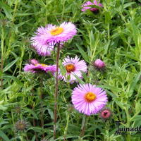 Asters