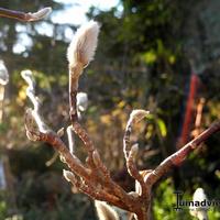 Nieuwe categorie?mijn tuin in oktober