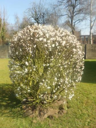 Struiken & Bomen