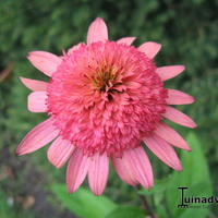 Echinacea