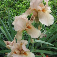 Iris germanica