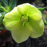 Helleborus