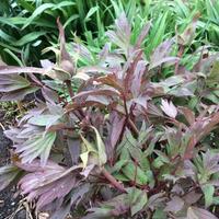 Planten in de tuin