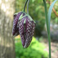 Fritillaria