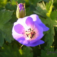 Geraniums uit onze tuin