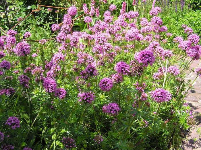 Bloemen & Planten