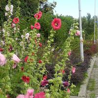 Mijn tuin in augustus