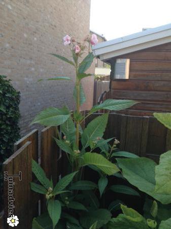 Bloemen & Planten