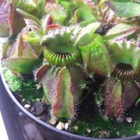 Cephalotus