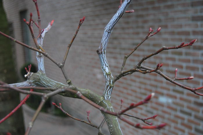 Struiken & Bomen