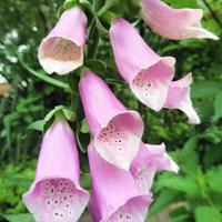 Wilde bloemen in mijn tuin