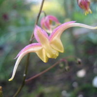 Epimedium