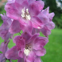 Delphinium