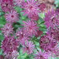 Astrantia