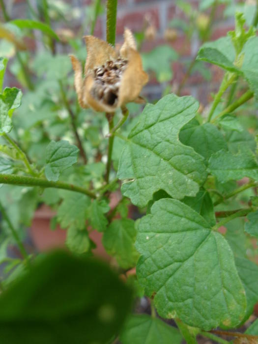 Bloemen & Planten