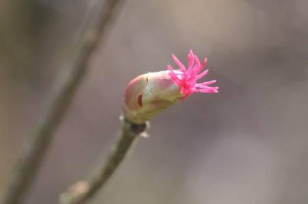 Allerlei Vragen ivm de Tuin