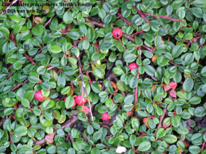 Bloemen & Planten