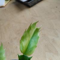 Schlumbergera