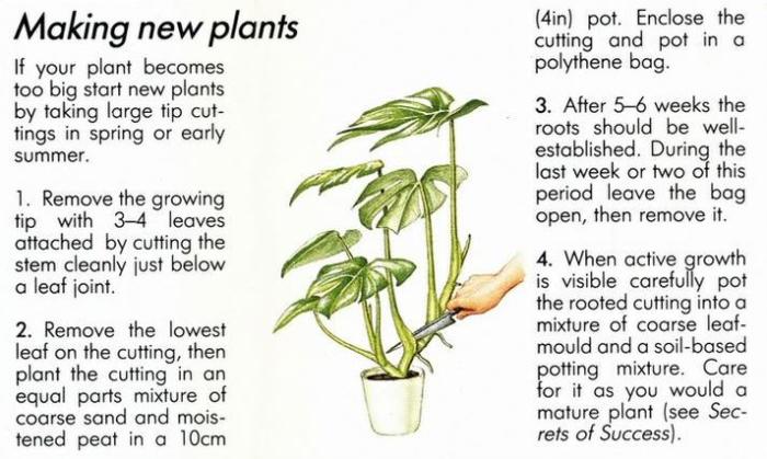 Planten & Tuinbenodigdheden