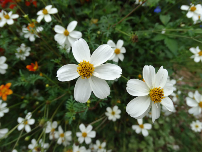 Bloemen & Planten