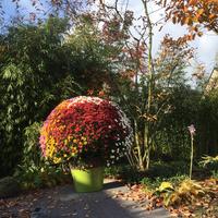 Japanse tuin - november 2016