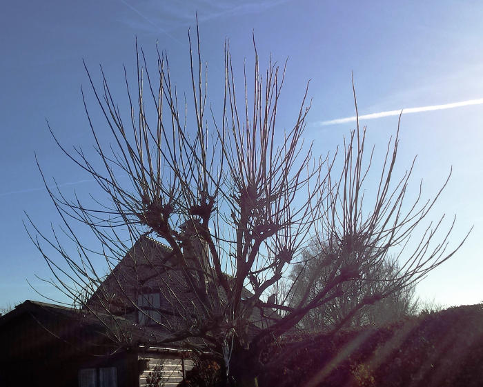 Struiken & Bomen