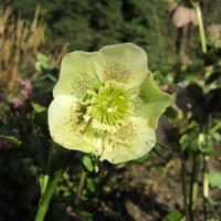 Helleborus