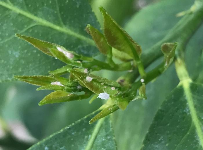 Tropische Planten & Kamerplanten