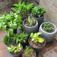 Hosta's