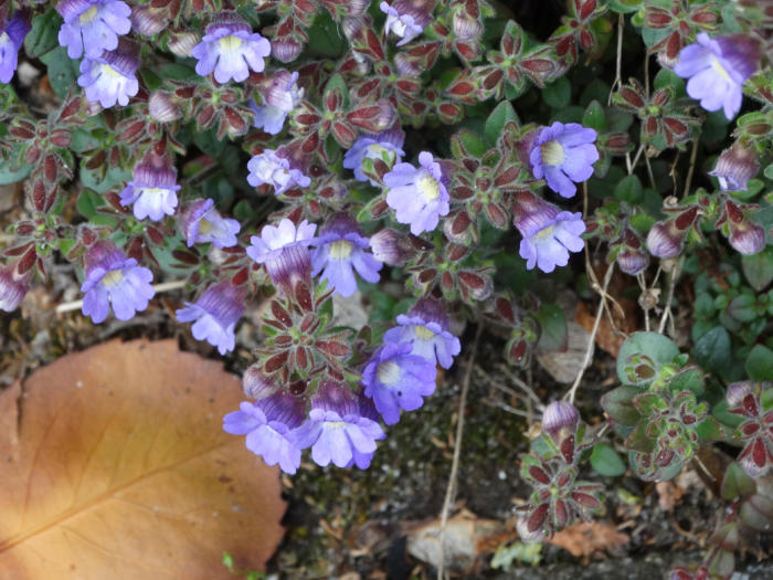 Bloemen & Planten