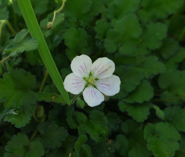 Bloemen & Planten