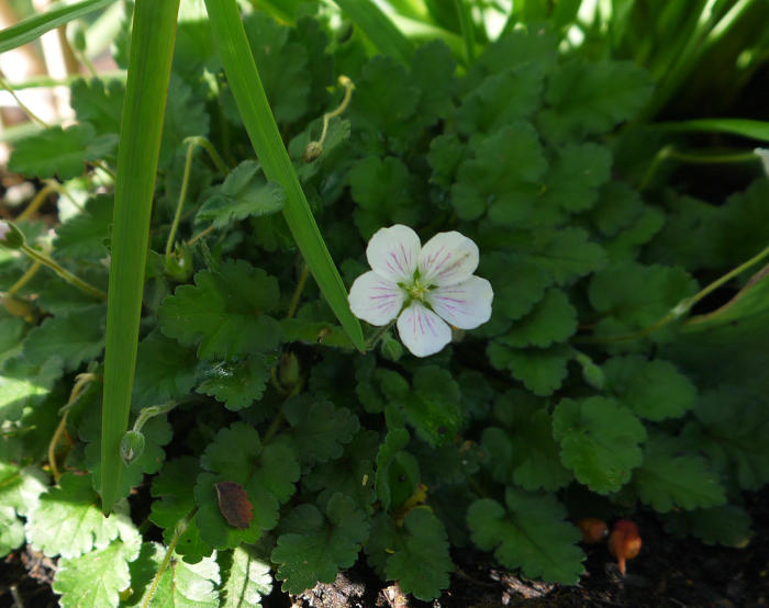 Bloemen & Planten