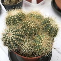 Cactussen